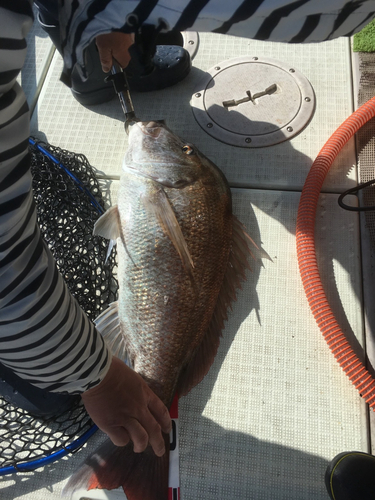 マダイの釣果