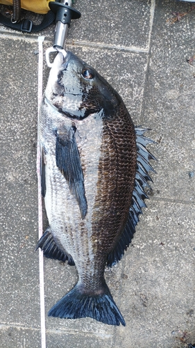 クロダイの釣果