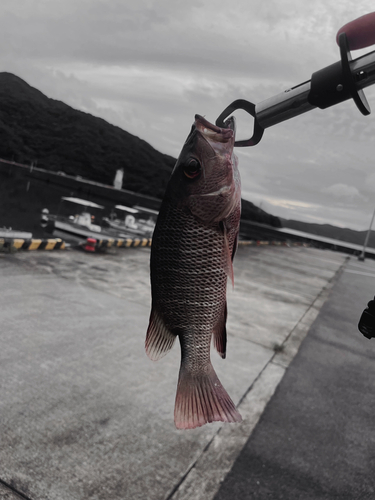 鹿児島県で釣れたゴマフエダイの釣り・釣果情報 - アングラーズ