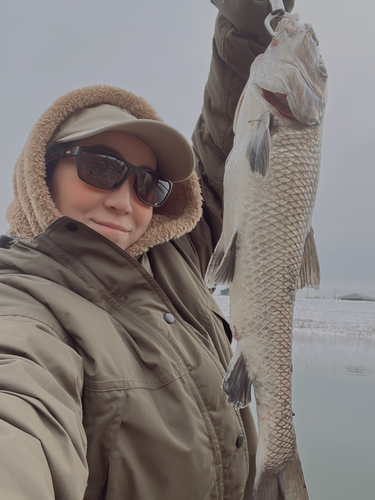 ニゴイの釣果