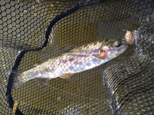 レインボートラウトの釣果