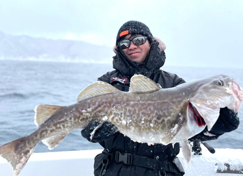 マダラの釣果