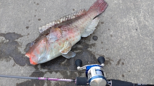 ブダイの釣果