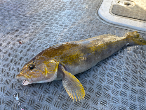 アイナメの釣果