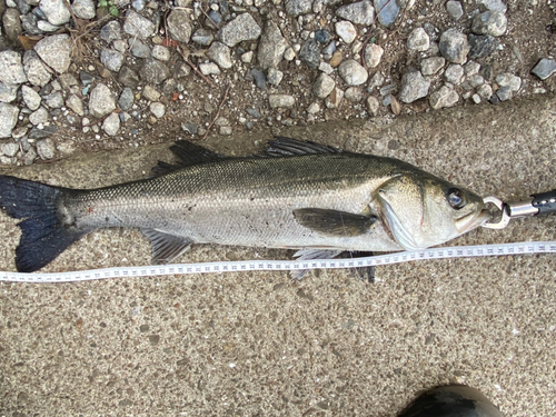 フッコ（マルスズキ）の釣果