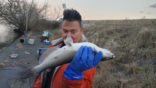 アメリカナマズの釣果