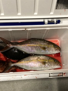 カンパチの釣果