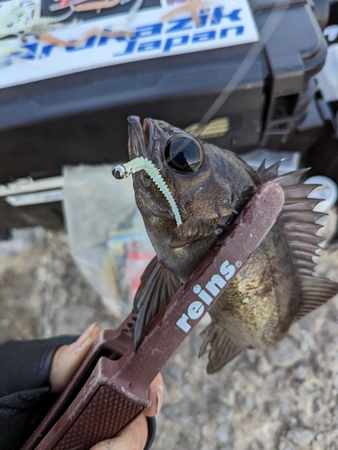 クロメバルの釣果