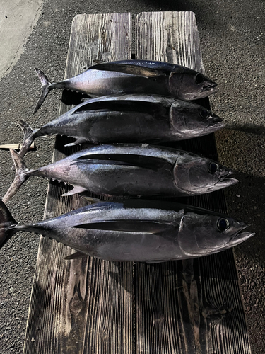 ビンチョウマグロの釣果