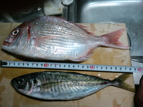 タイの釣果