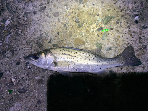 セイゴ（タイリクスズキ）の釣果