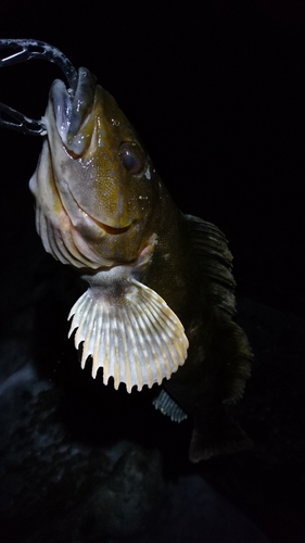 アイナメの釣果