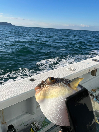 フグの釣果