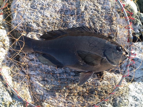 クチブトグレの釣果