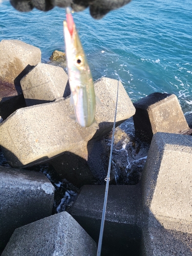 カマスの釣果