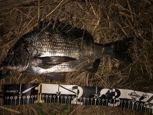 クロダイの釣果