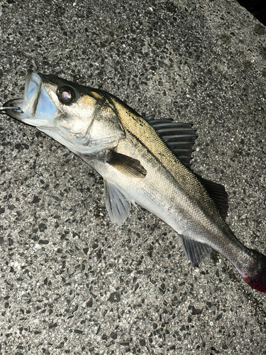 スズキの釣果