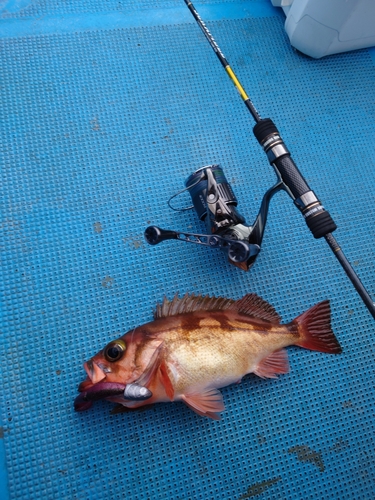 ウスメバルの釣果