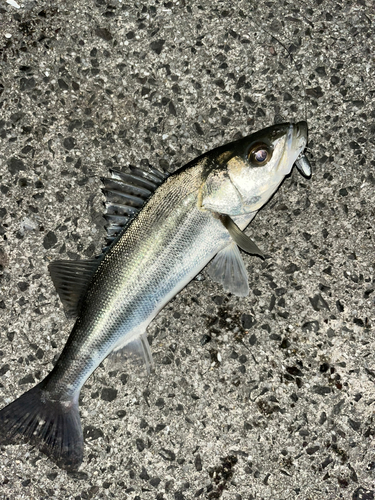 スズキの釣果