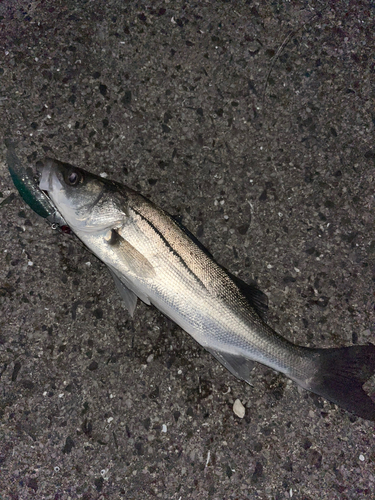 スズキの釣果