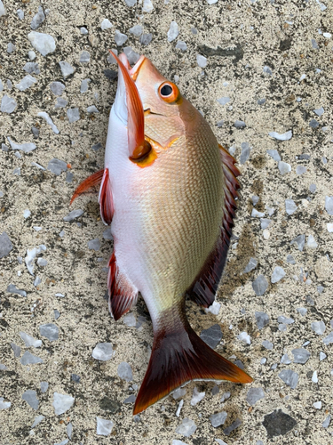 バラフエダイの釣果