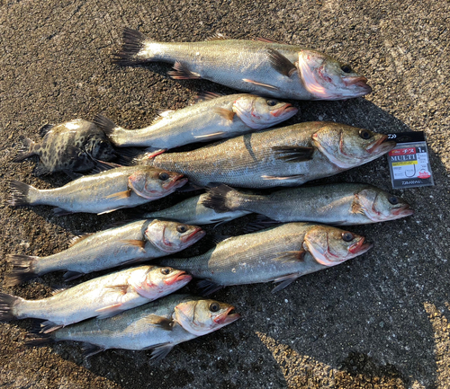 ハネ（マルスズキ）の釣果