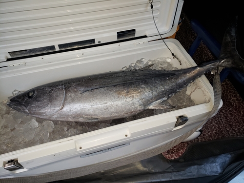 ビンチョウマグロの釣果