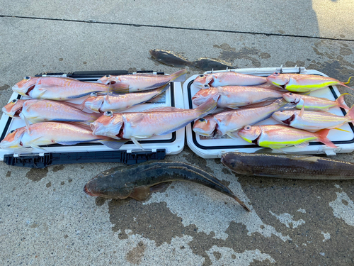 アマダイの釣果