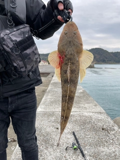 マゴチの釣果