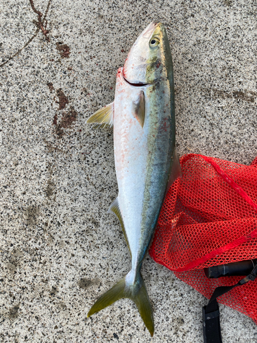 ハマチの釣果