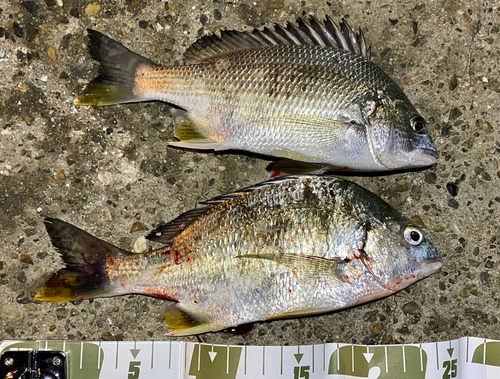 クロダイの釣果