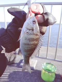 ハゼの釣果