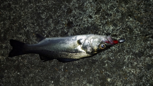 セイゴ（マルスズキ）の釣果