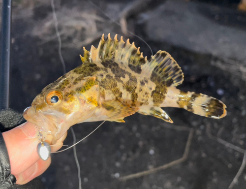 タケノコメバルの釣果