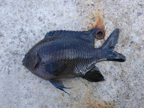 スズメダイの釣果