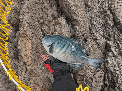 クチブトグレの釣果