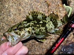 タケノコメバルの釣果