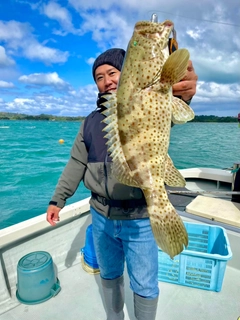 チャイロマルハタの釣果