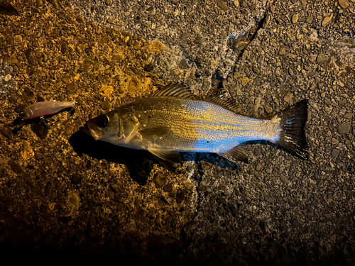 セイゴ（マルスズキ）の釣果