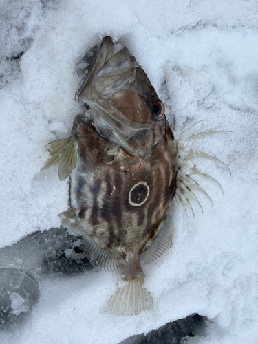 マトウダイの釣果