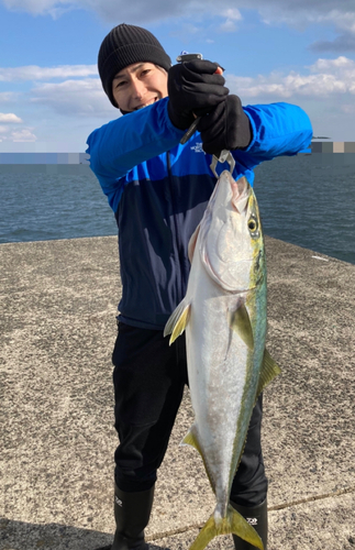 ブリの釣果