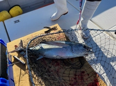 ビンチョウマグロの釣果