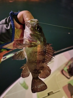 マアジの釣果