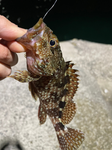 カサゴの釣果