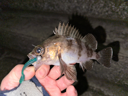 メバルの釣果