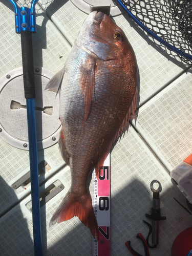 マダイの釣果