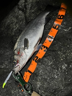 ヒラスズキの釣果