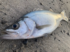 ヒラスズキの釣果