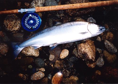 サクラマスの釣果