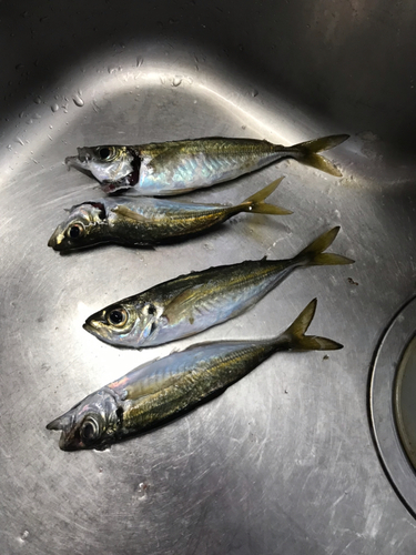 アジの釣果